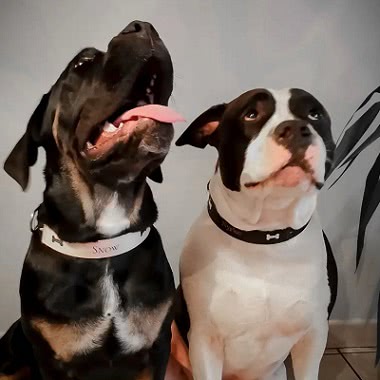 Collier pour chien, photo et création de @megane_zicola sur instagram